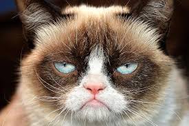 Grumpy Cat supports Net Neutrality.